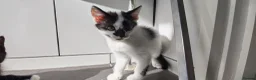 Mixed Breed cats for sale: Lovely kittens looking for a home in Derby - Advert 3