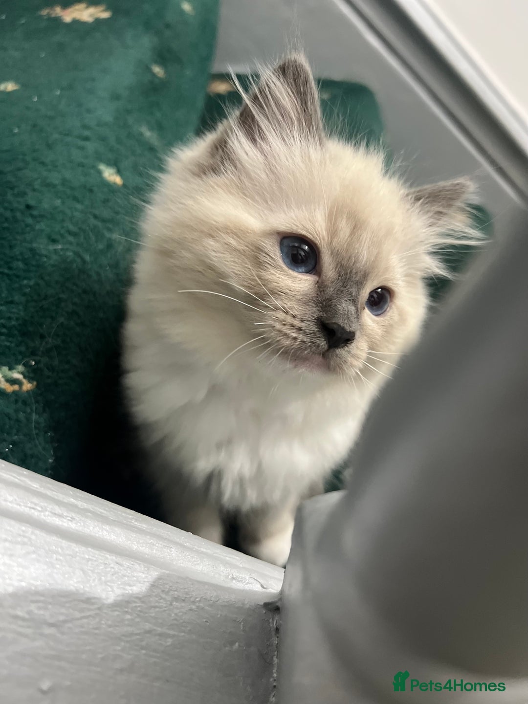 Ragdoll cats for sale: Meet Special joy - Image 11