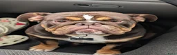 English Bulldog dogs for stud: 💚 KYLO 💚 - Advert 10