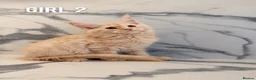 Maine Coon cats for sale: Beautiful Russian Bloodline Maine Coon Kittens - Advert 6