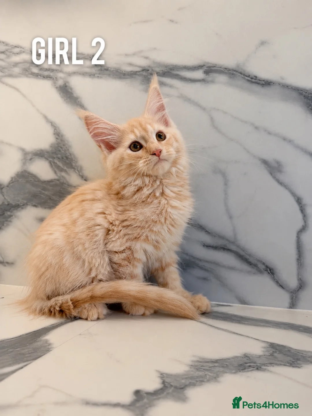Maine Coon cats for sale: Beautiful Russian Bloodline Maine Coon Kittens - Advert 6