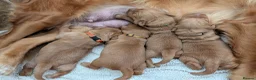Golden Retriever dogs for sale: Dark golden retriever puppies. Repeat mating  - Advert 6