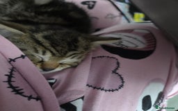 British Shorthair cats for sale: 4 beautiful kittens  - Image 4