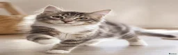 British Shorthair cats for sale: Stunning half Main Coon kitten ready for new home - Advert 27