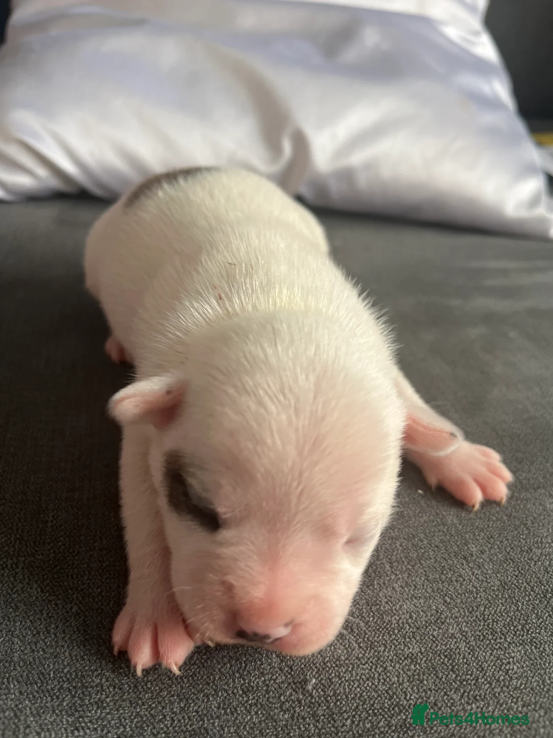 Mixed Breed dogs for sale: Frenchie cross pups in Aylesford - Advert 2