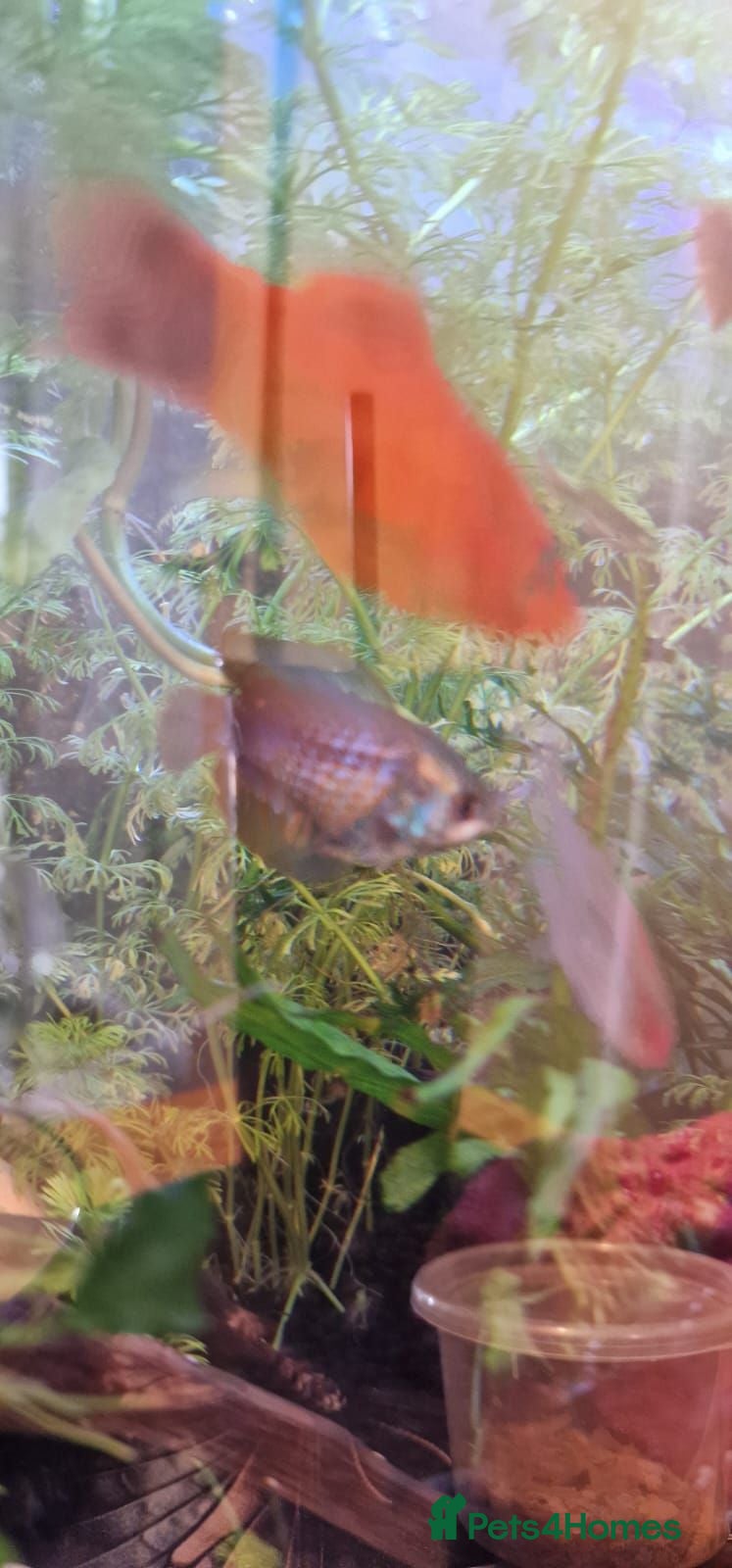 Tetras fish Free tropical fishes - Advert 2