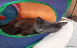 Maine Coon cats for sale: Maicoon mix XL - Image 4