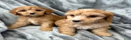 Cavapoo dogs for sale: EXTENSIVELY HEALTH TESTED F1 CAVAPOO BABIES  - Advert 7