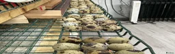 Mixed Breed birds for sale: Jumbo quail in Birmingham - Advert 4