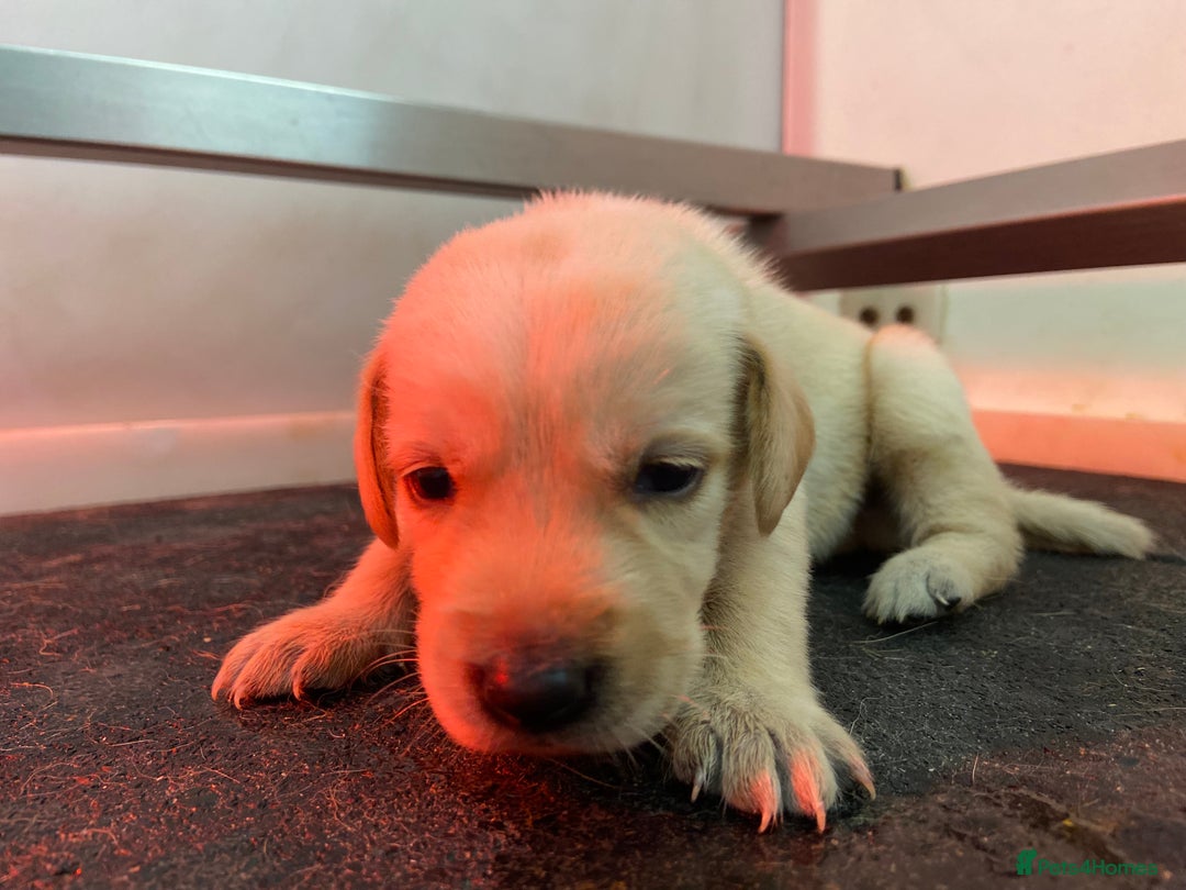 Labrador Retriever dogs for sale: Labrador pups  - Image 26