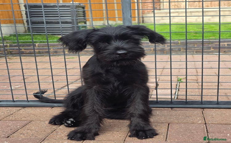 Giant Schnauzer dogs in West Bromwich - Advert 1