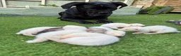 Ferret rodents for sale: 2 Hobs 2 Gills all albino in Rochester - Advert 1