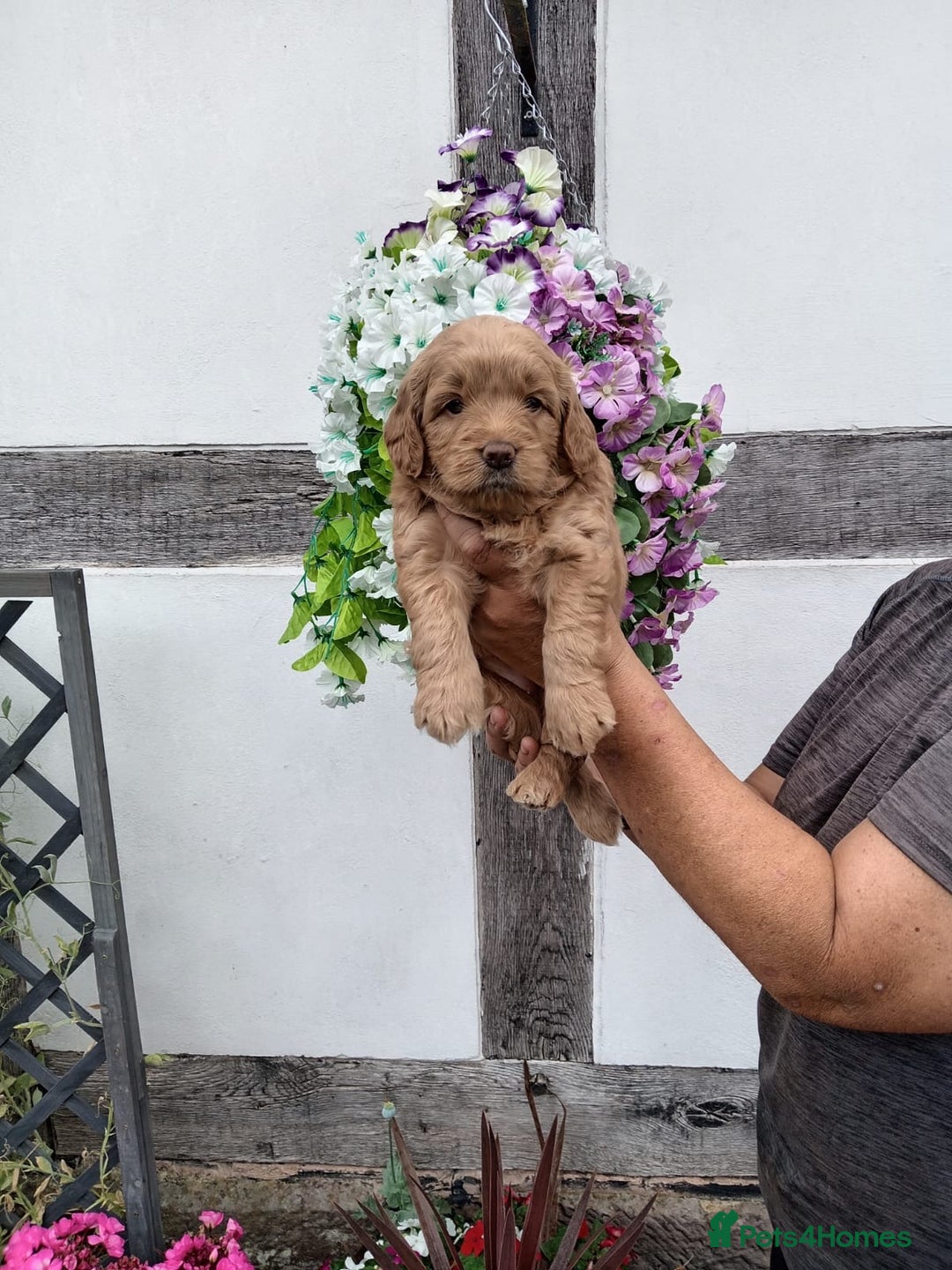 Mini Goldendoodle dogs for sale: 2 left gorgeous mini f1 goldendoodle puppies - Image 13