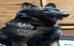 German Shepherd dogs for sale: 🐶 Outstanding Working line GSD puppies 🐶 - Image 5