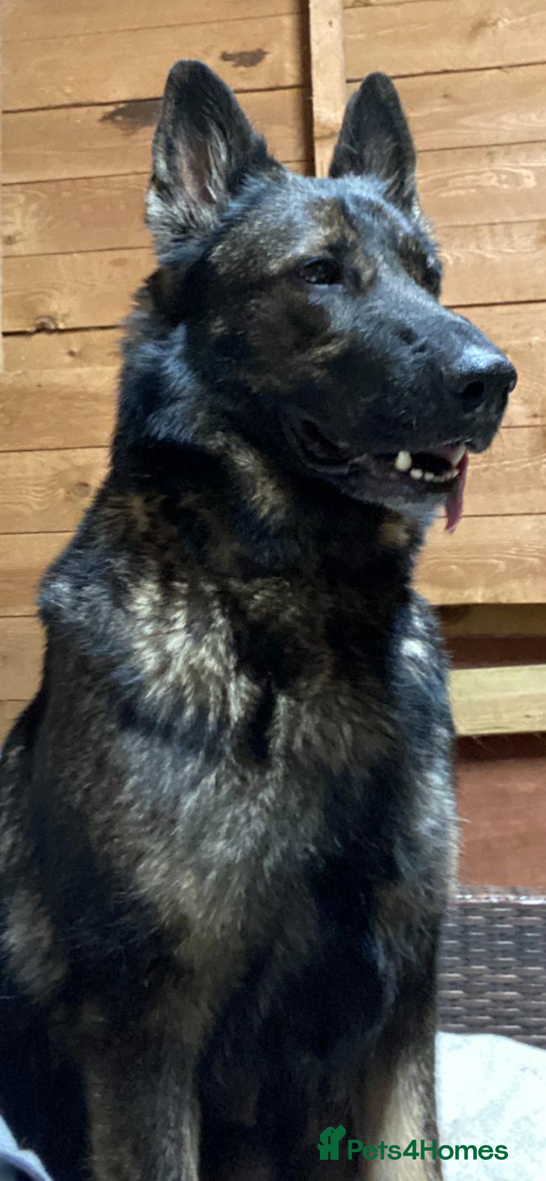 German Shepherd dogs for sale: 🐶 Outstanding Working line GSD puppies 🐶 - Image 5
