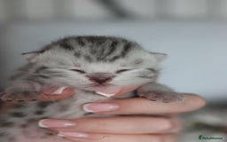British Shorthair cats for sale: GCCF British Shorthair Silver Kittens - Image 1