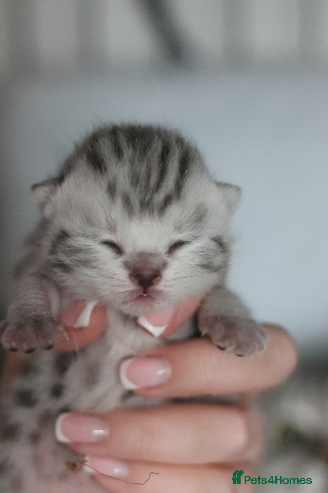 British Shorthair cats for sale: GCCF British Shorthair Silver Kittens - Image 1