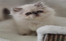 Persian cats for sale: Persian Kittens Looking For New Home - Image 11