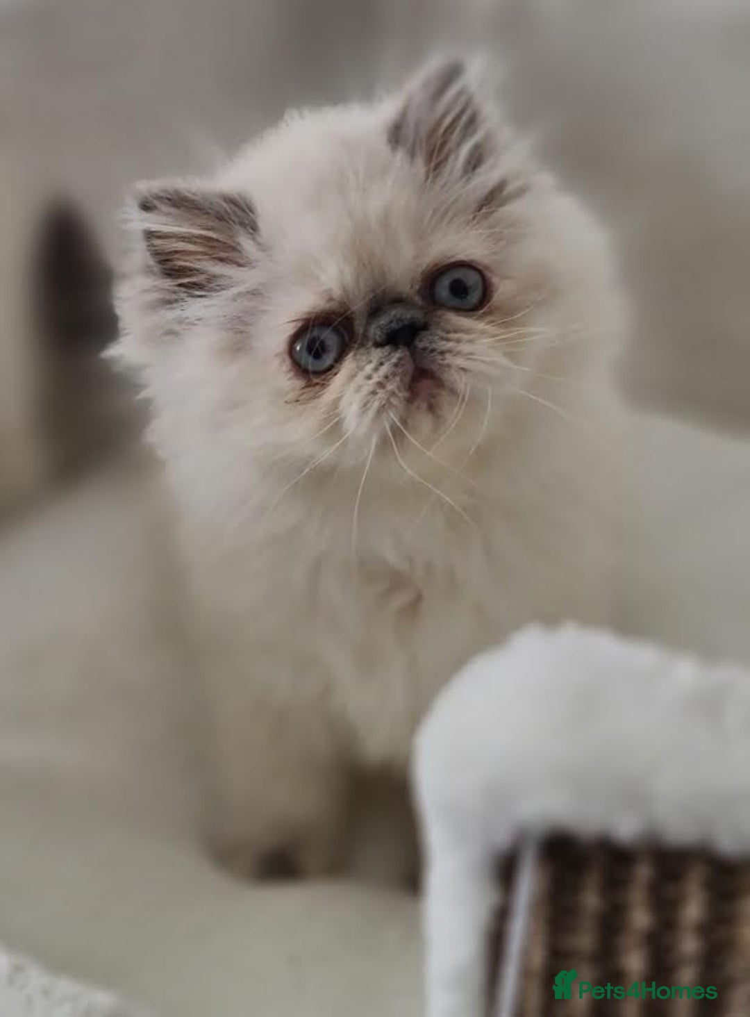 Persian cats for sale: Persian Kittens Looking For New Home - Image 11