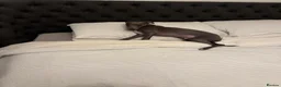 Italian Greyhound dogs for sale: 6/7 month old Italian grey hound in Stevenage - Advert 2
