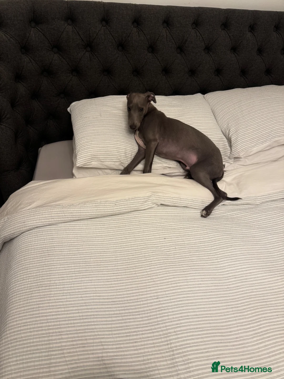 Italian Greyhound dogs for sale: 6/7 month old Italian grey hound in Stevenage - Advert 2