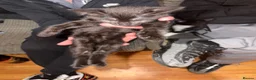 Mixed Breed cats for sale: Mixed breed kittens  in Dorchester - Advert 12