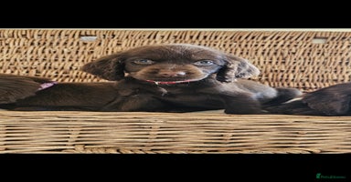 Cocker Spaniel dogs - Advert 4