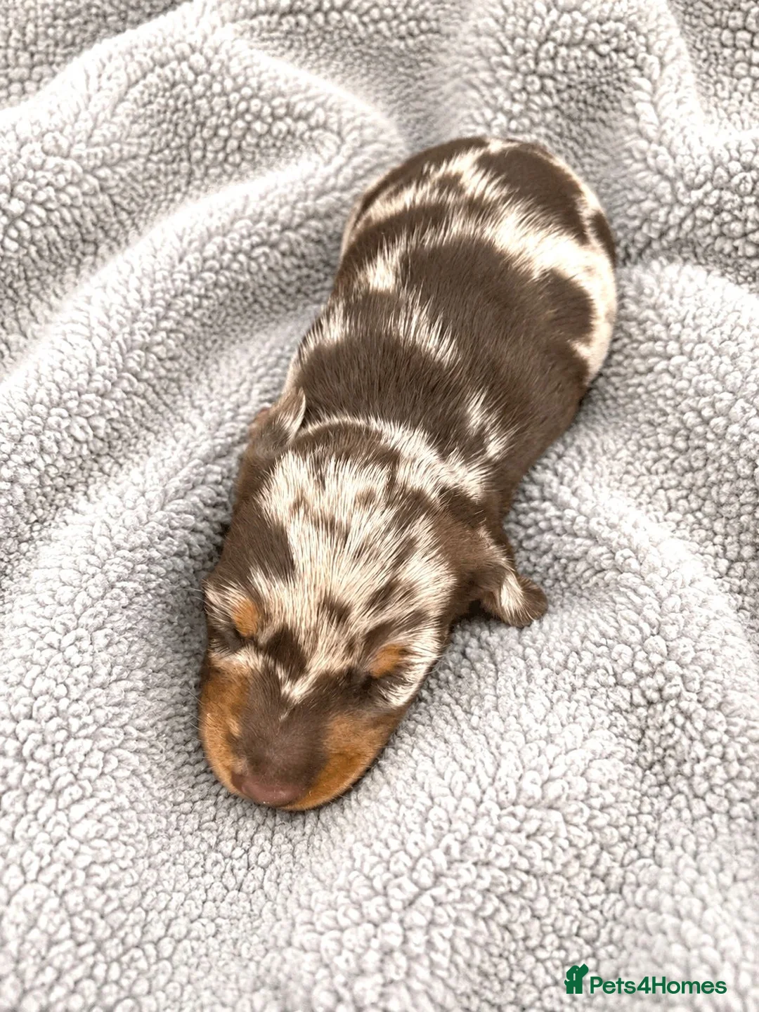 Miniature Dachshund dogs for sale: 5★ LICENSED BREEDER, KC registered, PRA clear  - Advert 18