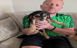 Mixed Breed dogs for sale: 1 boy and 3 girls bocker beagle cross spaniel  - Image 9