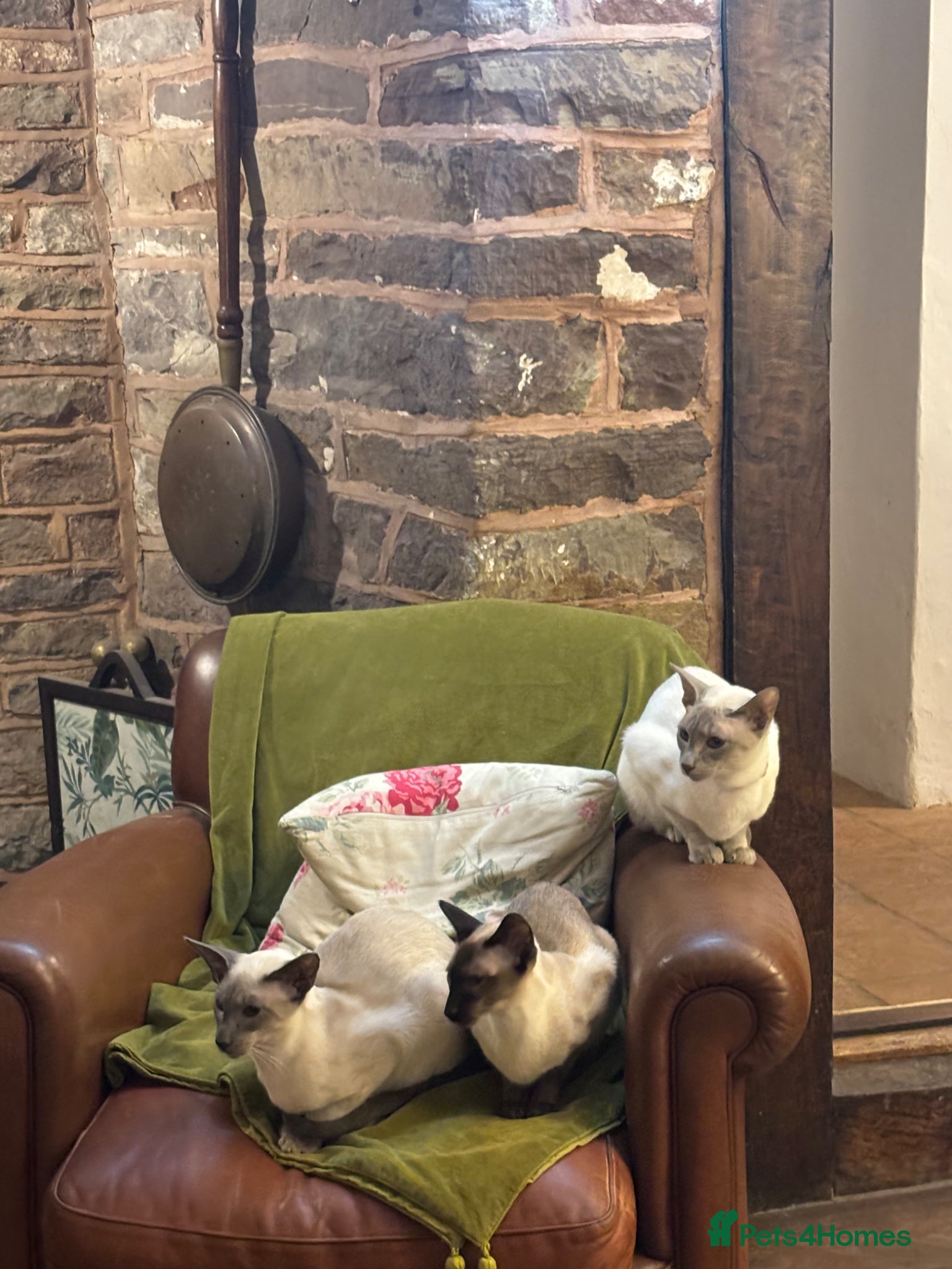 Siamese cats Pedigree quality kittens  - Advert 2