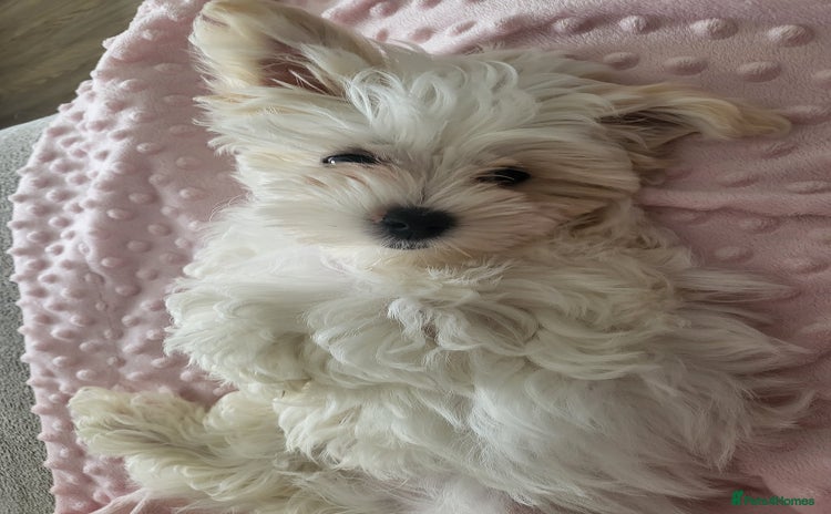 Morkie dogs - Advert 1