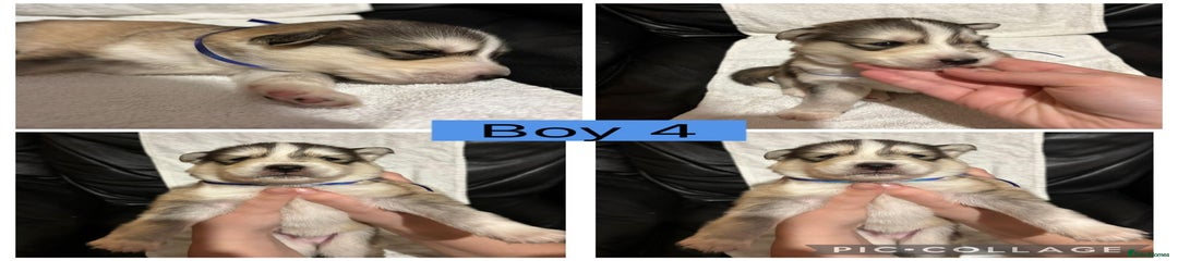 Siberian Husky Puppy 4