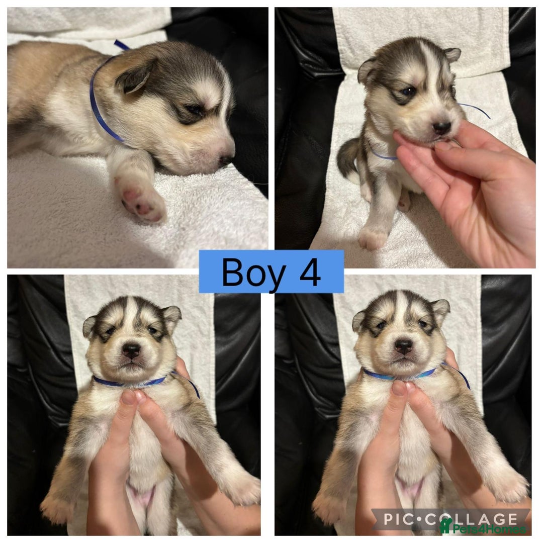 Siberian Husky dogs for sale: Beautiful Husky Pups  - Image 2