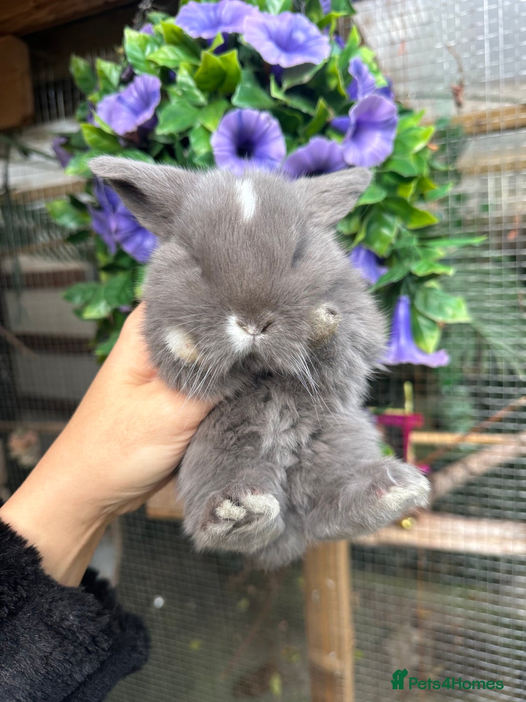 Mini Lop rabbits for sale: Adorable Mini Lop Baby’s  - Image 4
