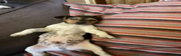 Jack Russell dogs for sale: Docked tail jack russel - Advert 4