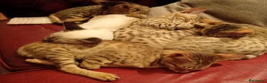 Savannah Kitten 3