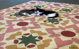 British Shorthair cats for sale: kittens ready now for new home - Image 4