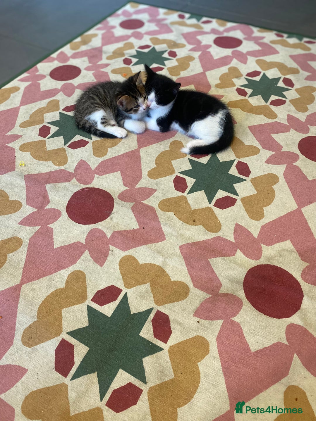British Shorthair cats for sale: kittens ready now for new home - Image 4
