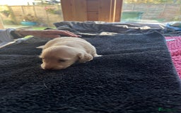 Dachshund dogs for sale:  Cream long haired miniature Dachshund - Image 5