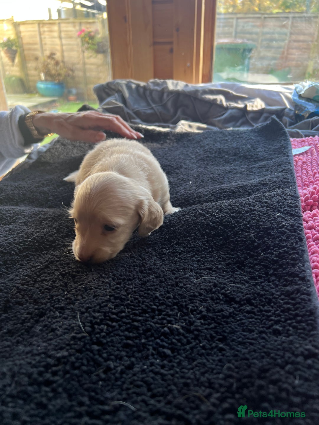 Dachshund dogs for sale:  Cream long haired miniature Dachshund - Image 5