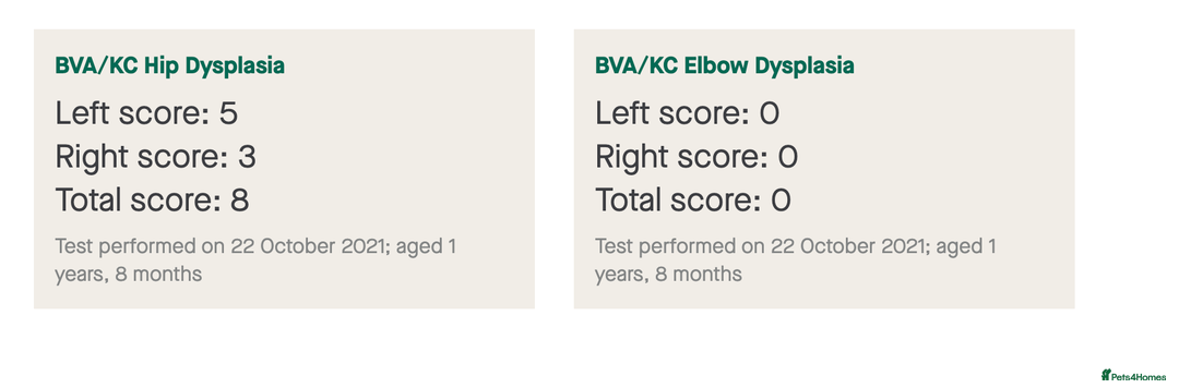 Labrador Retriever dogs for stud: KC Labrador, Health and DNA-Tested, Proven Stud in Cobham - Image 8