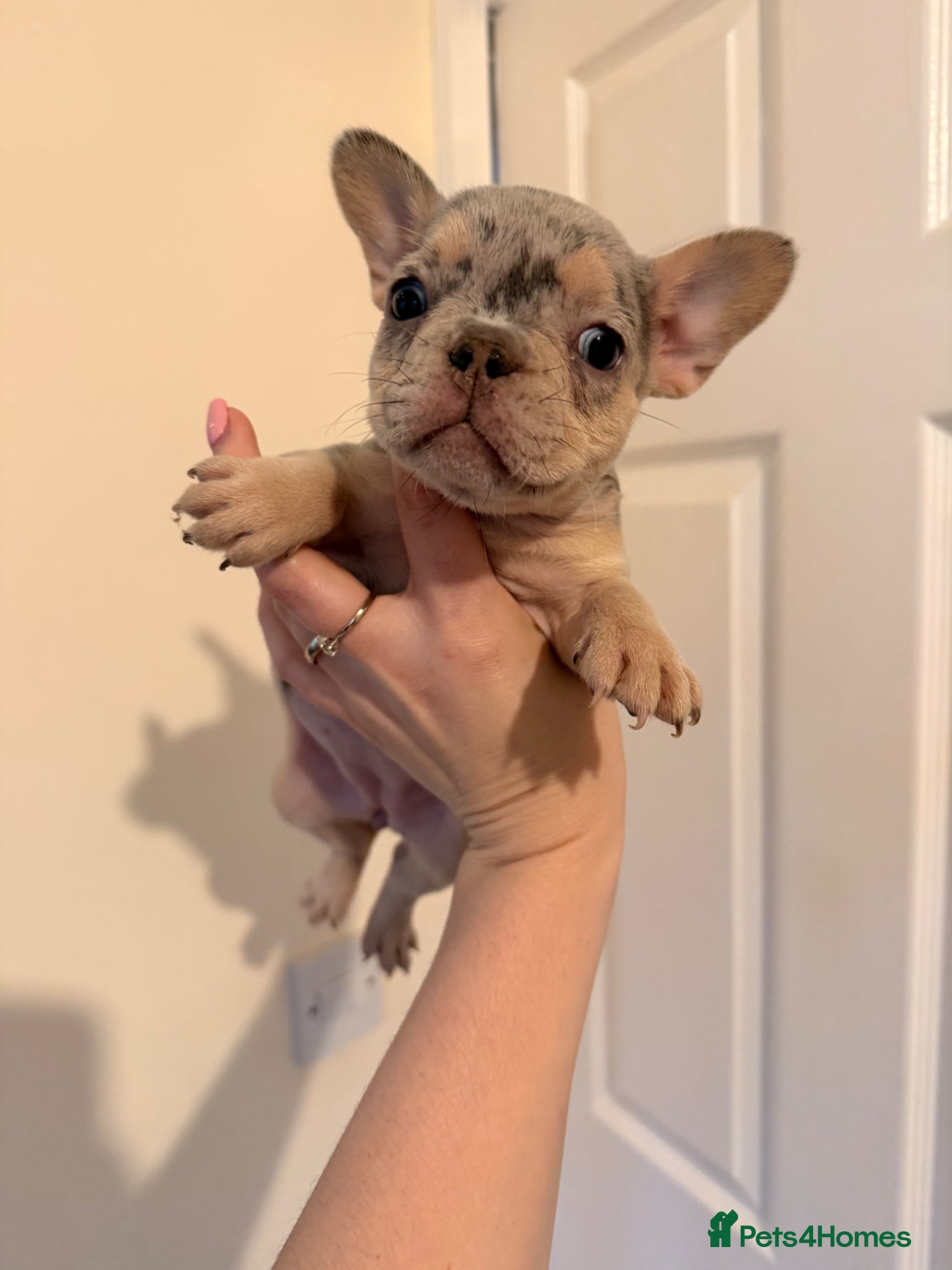 French Bulldog dogs Exceptional KC Registered French Bulldog Puppies🌟 - Advert 1