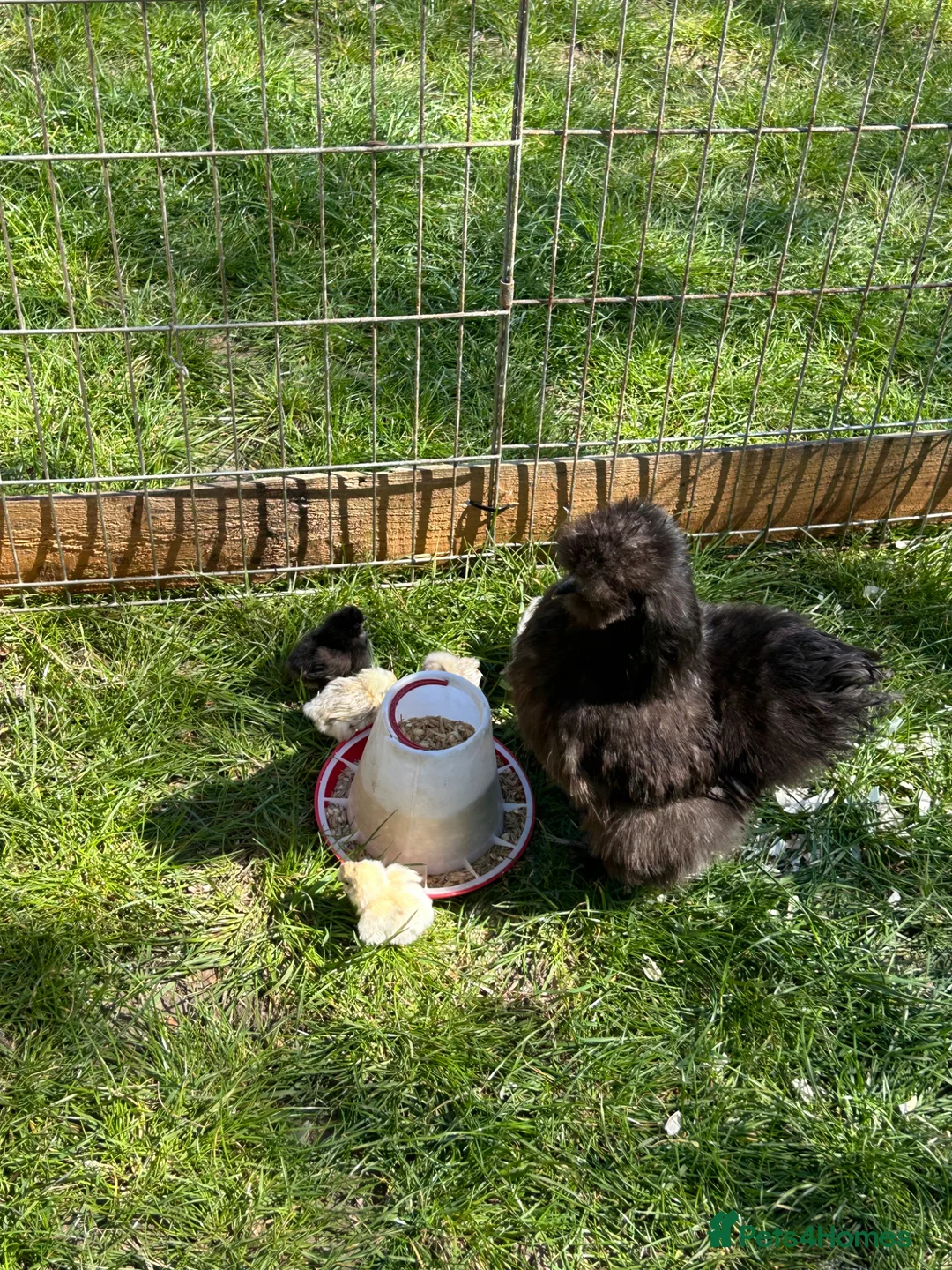 Chickens poultry for sale: Silkie hen and 6 chicks  - Advert 1