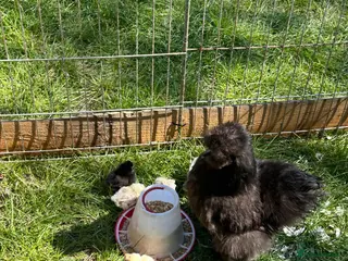 Chickens poultry Silkie hen and 6 chicks - Advert 1