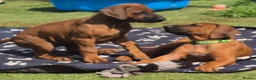 Rhodesian Ridgeback dogs for sale: 4x FEMALE RHODESIAN RIDGEBACK PUPS!! - Advert 7
