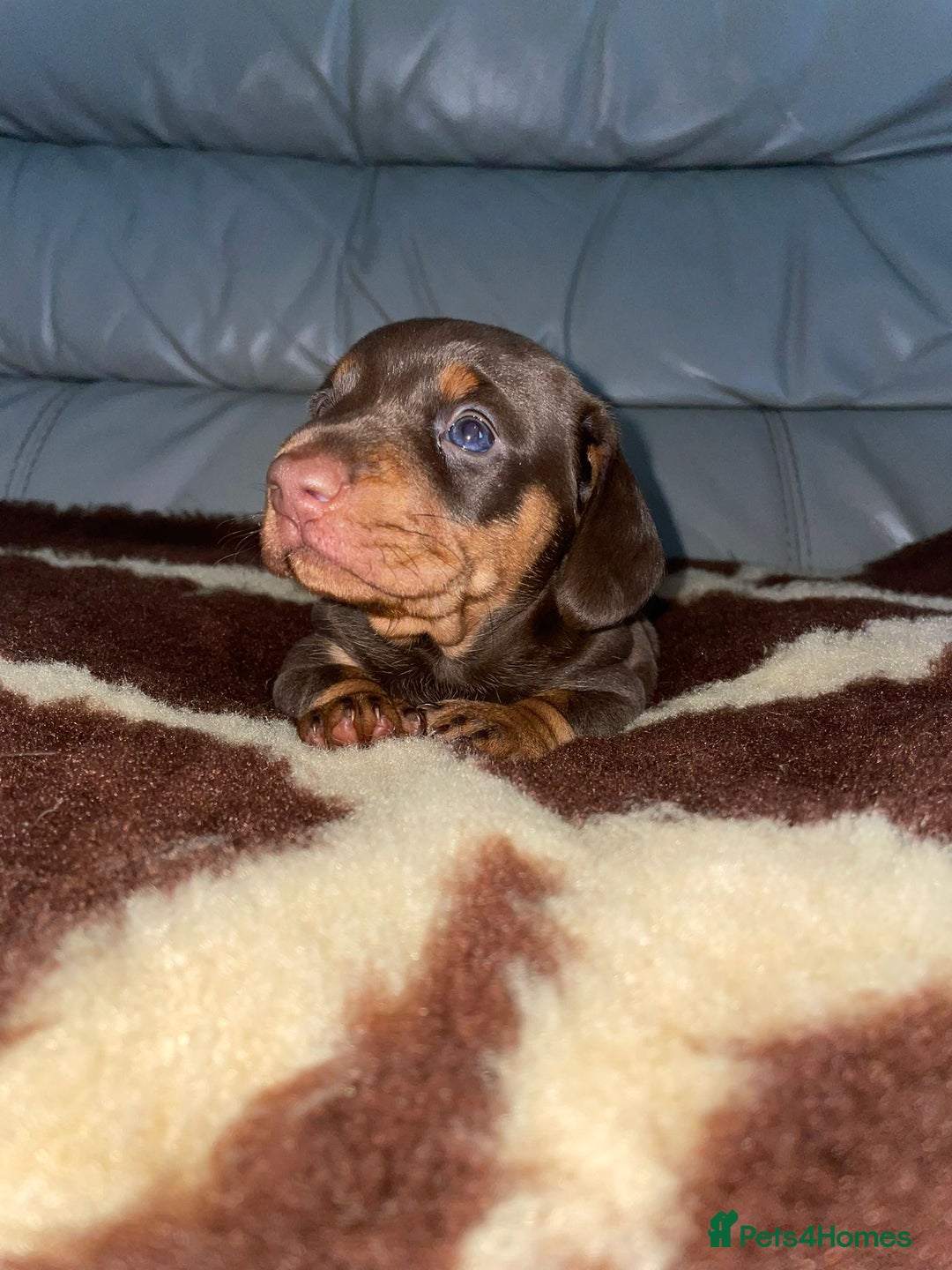 Miniature Dachshund dogs for sale: Miniature dachshund puppy - Image 2