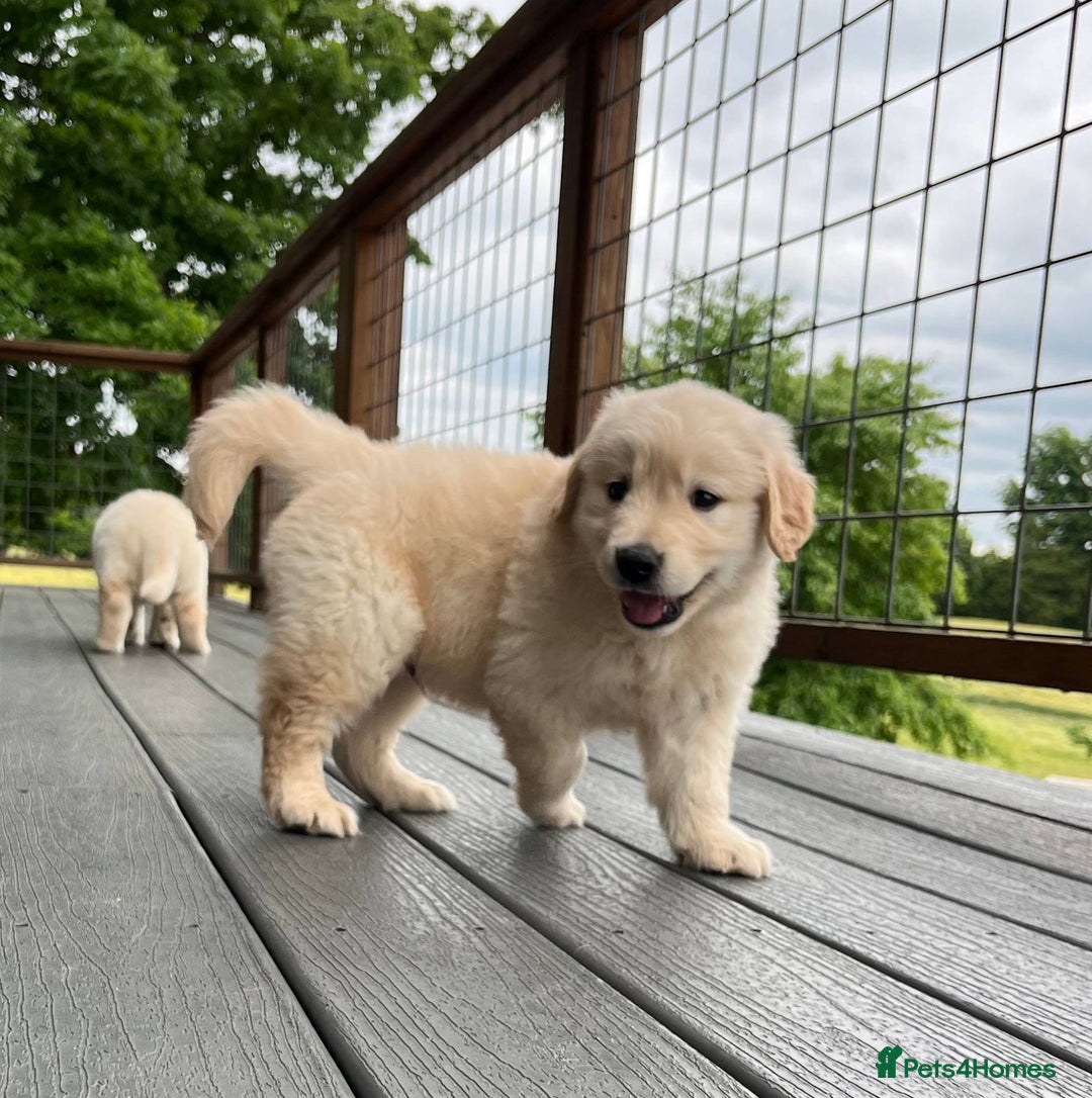 Golden Retriever dogs for sale: Expecting golden retriever puppies - Image 1