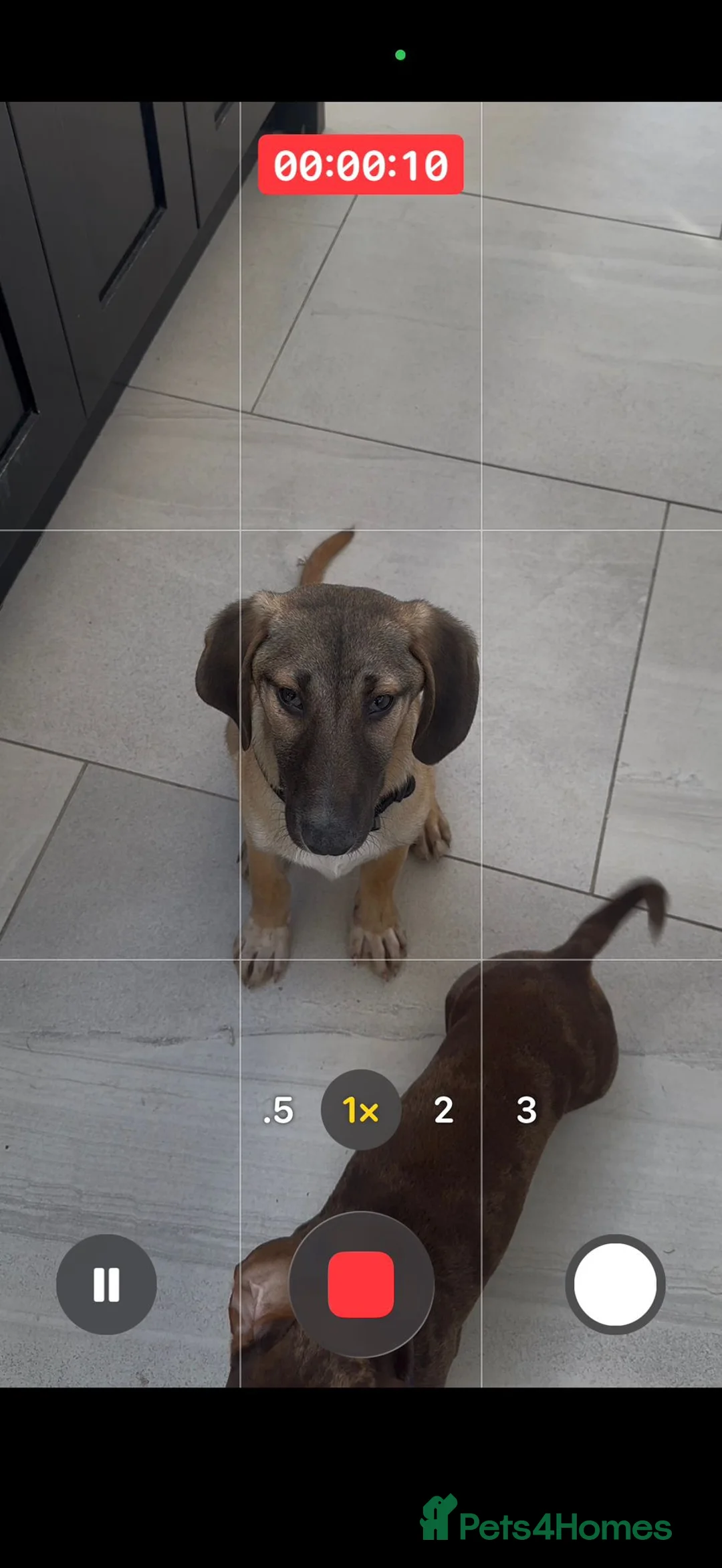 Mixed Breed dogs for adoption: Dolce is a 5 month Macedonian rescue pup  - Advert 1