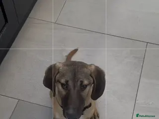 Mixed Breed dogs for adoption: Dolce is a 5 month Macedonian rescue pup - Advert 2