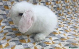 Mini Lop rabbits for sale: Beautiful mini lops for sale  - Image 12